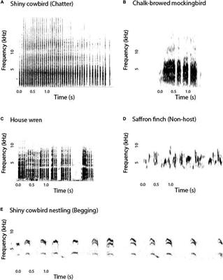 Preferential Begging Responses of Shiny Cowbirds to the Conspecific Chatter Call